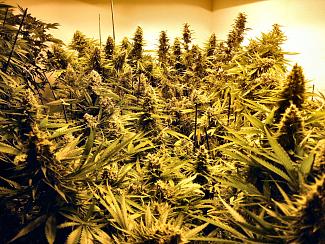 Cola farm