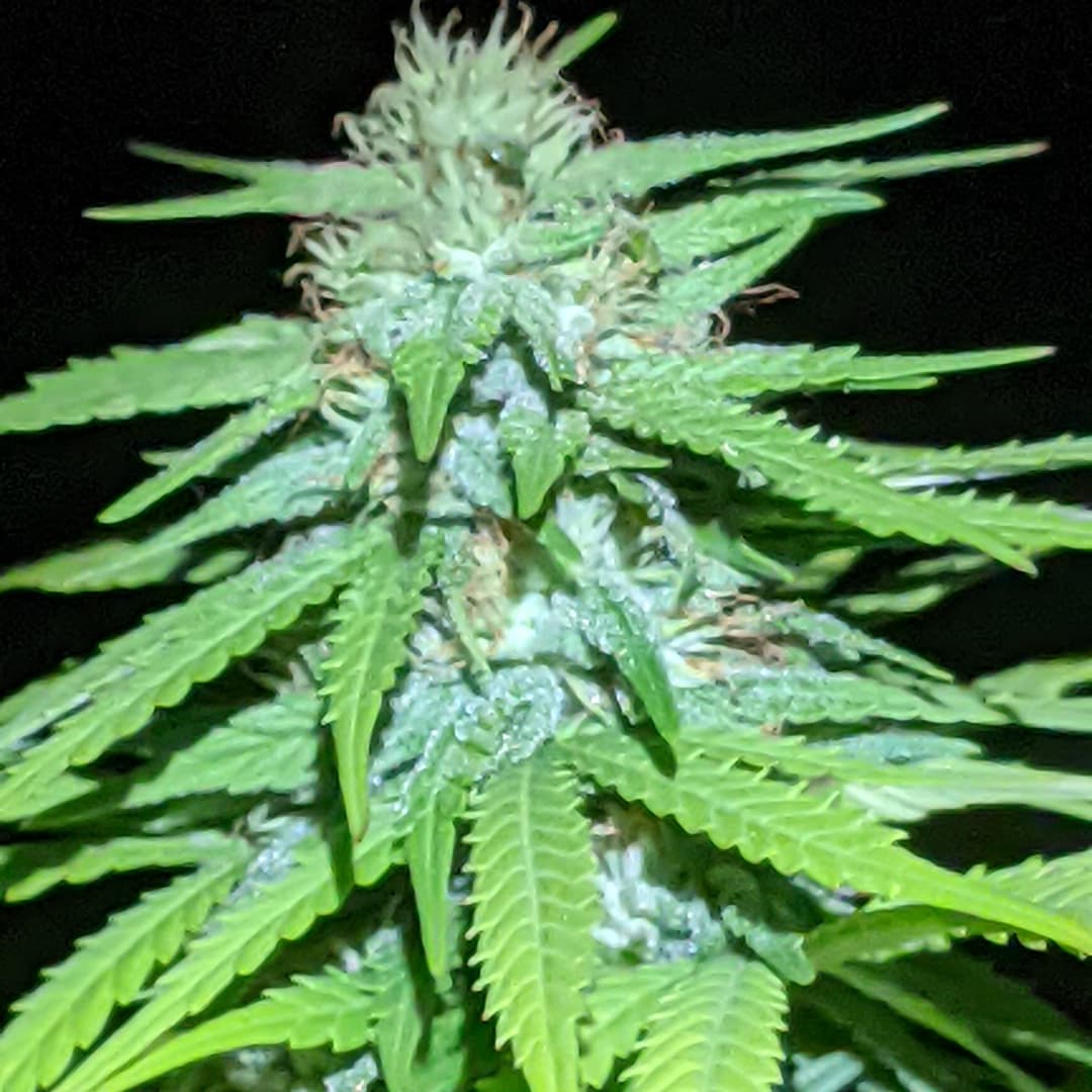 Cola frosty