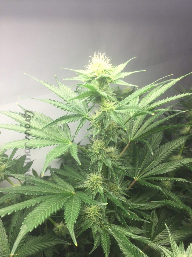 Cola