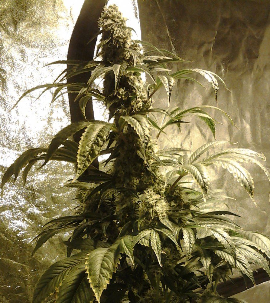 Cola