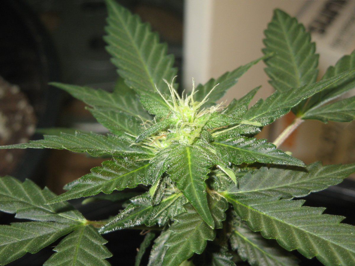 Cola
