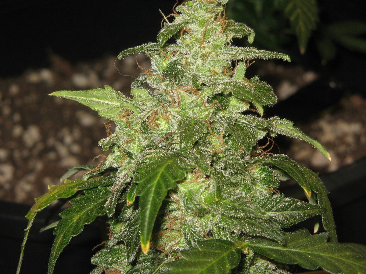 Cola