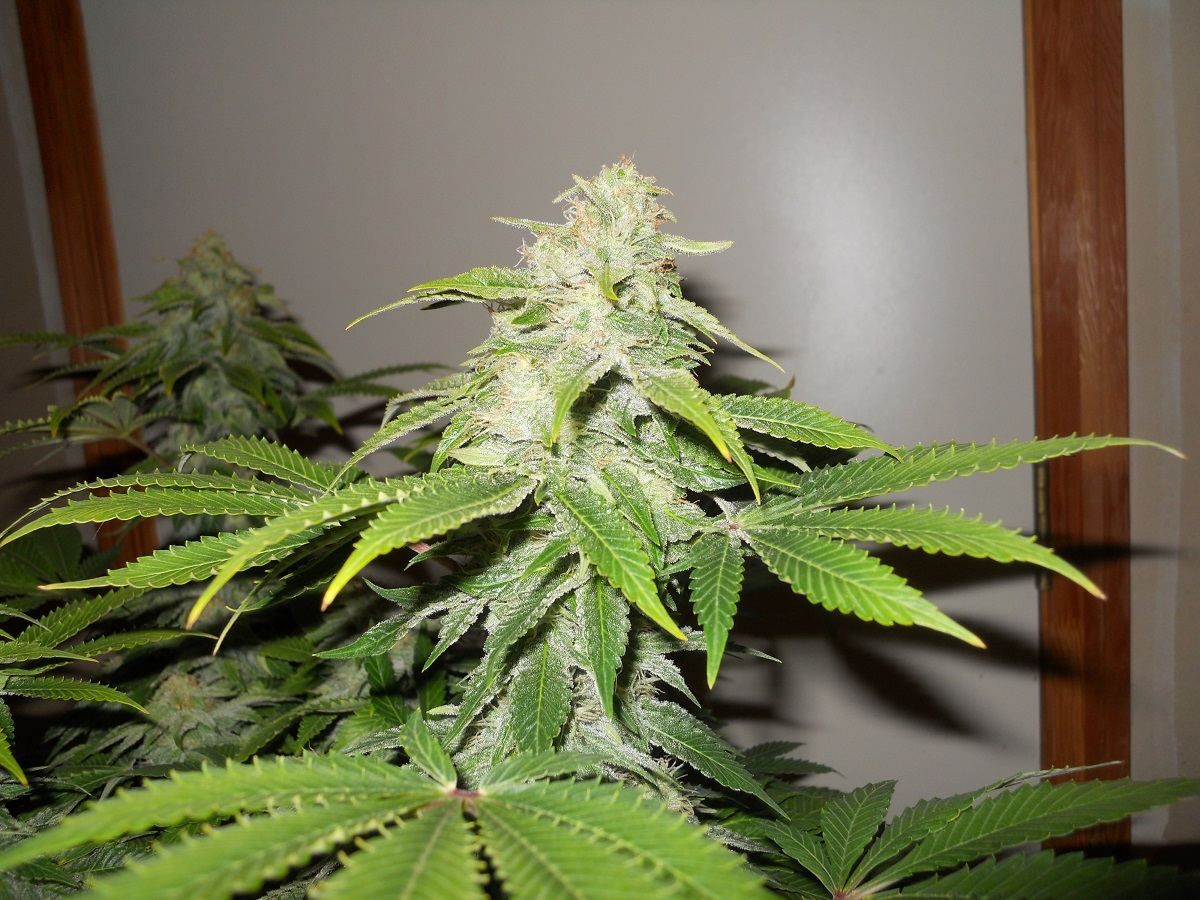 Cola OG2