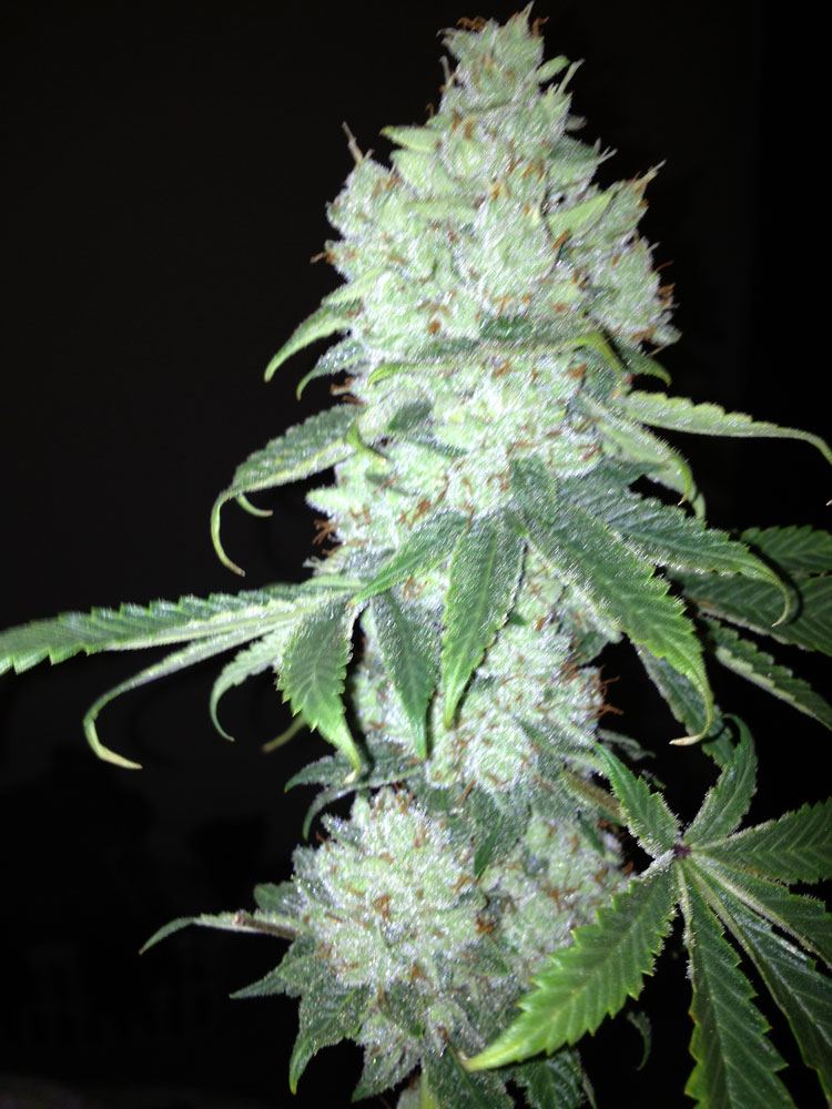 Cola1