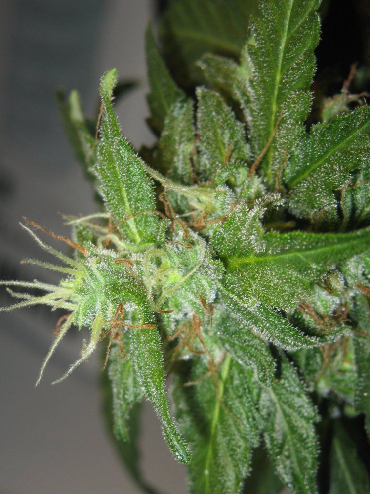Cola1