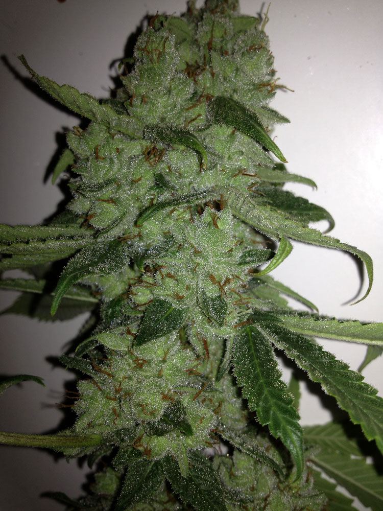 Cola2