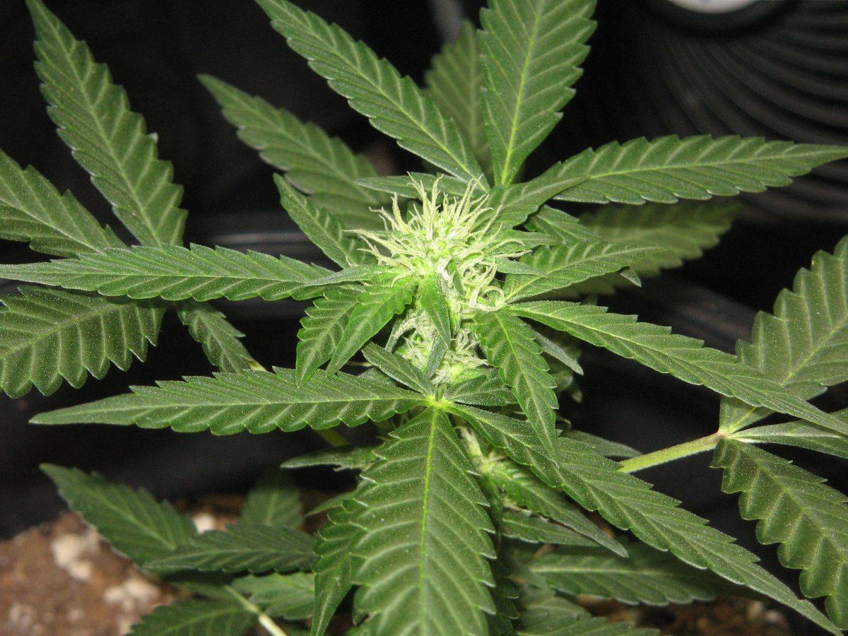 Cola2