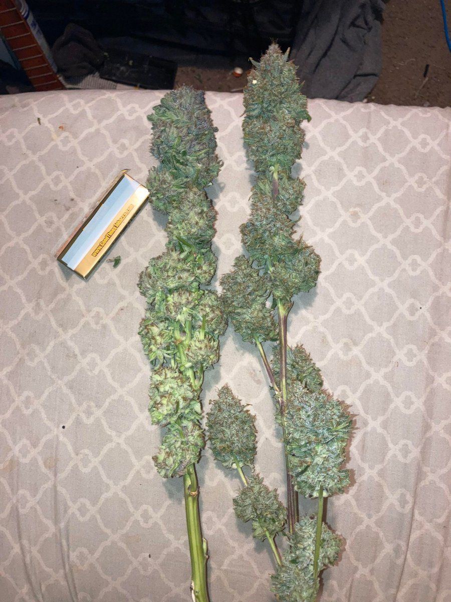 Colas biggs