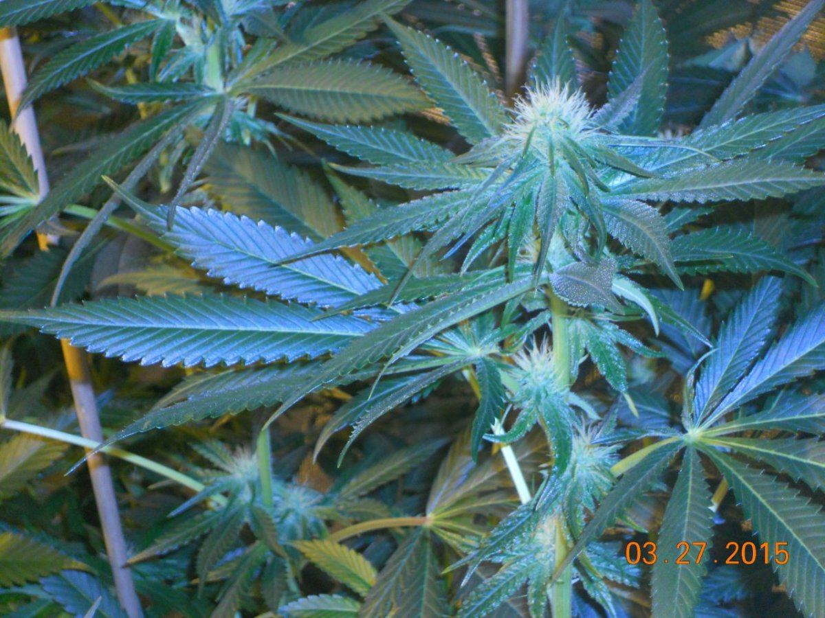 Colas n shit week3 003