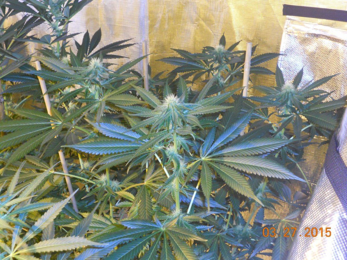 Colas n shit week3 004