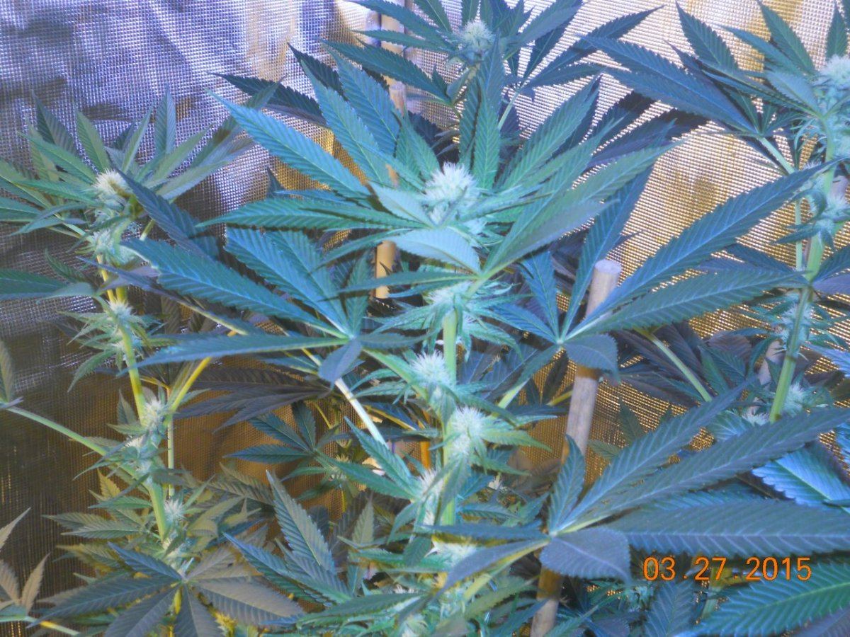 Colas n shit week3 006