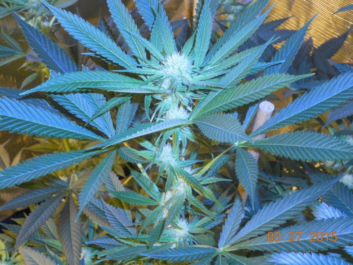 Colas n shit week3 007