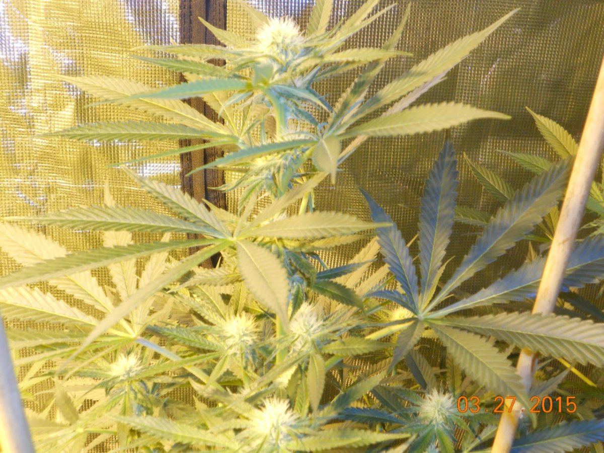 Colas n shit week3 008
