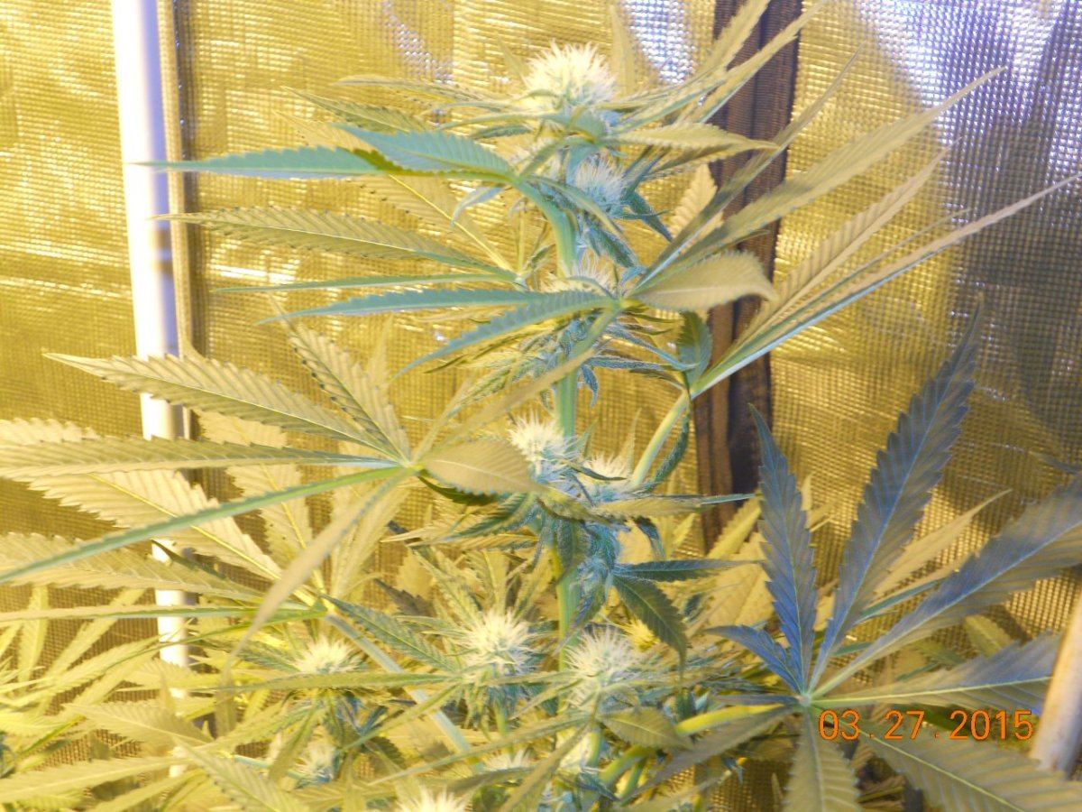 Colas n shit week3 009