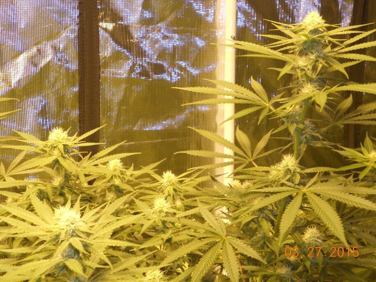 Colas n shit week3 010