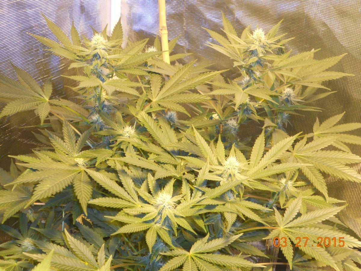 Colas n shit week3 011