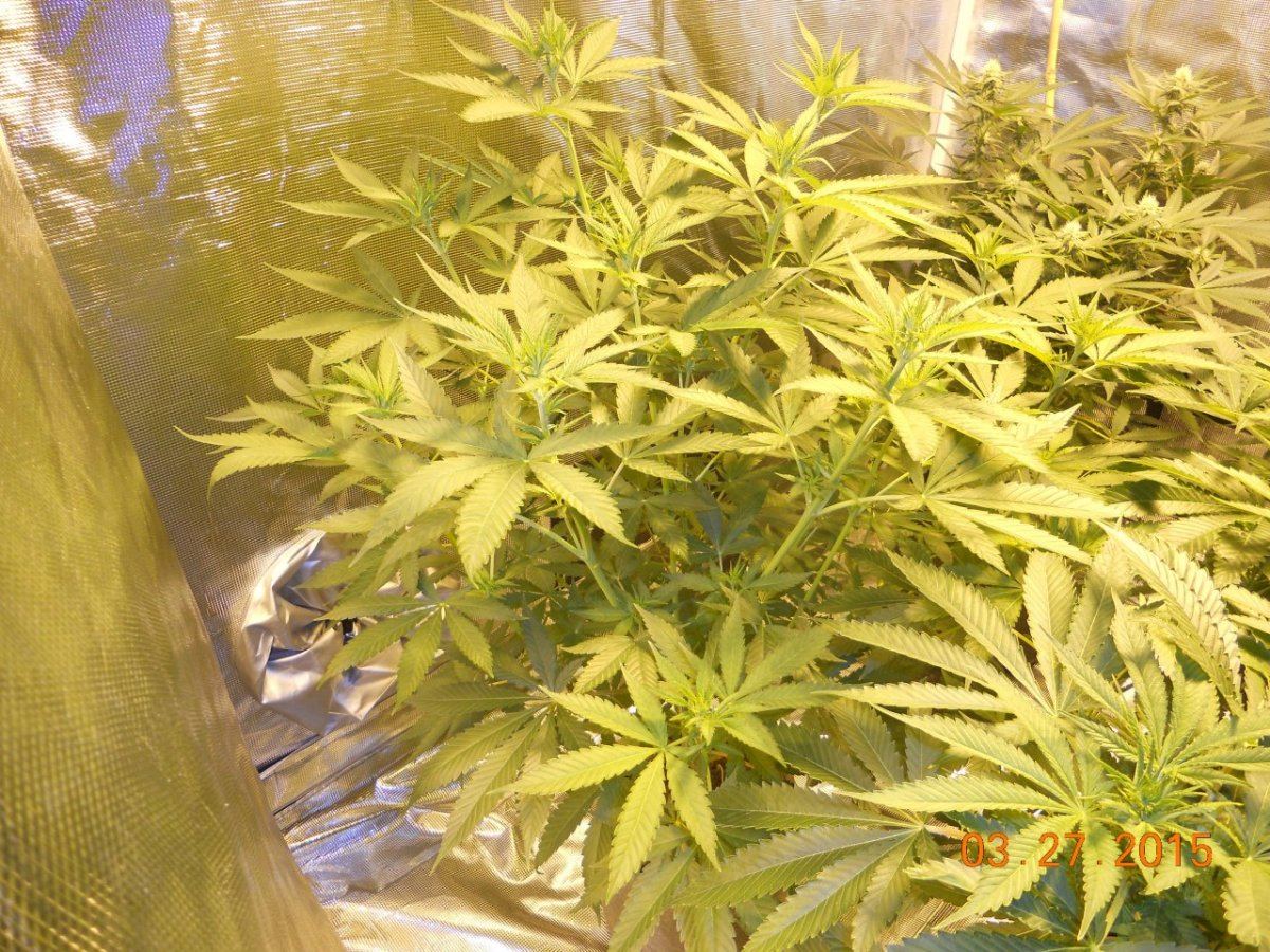 Colas n shit week3 012