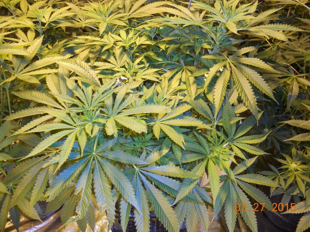 Colas n shit week3 013