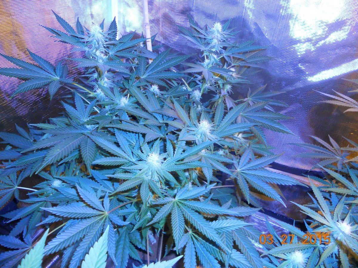 Colas n shit week3 017