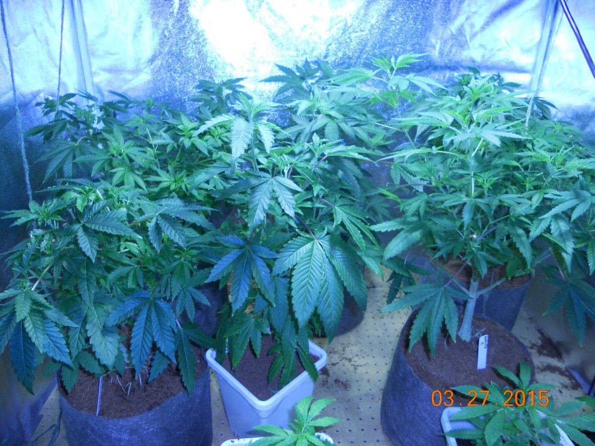 Colas n shit week3 018