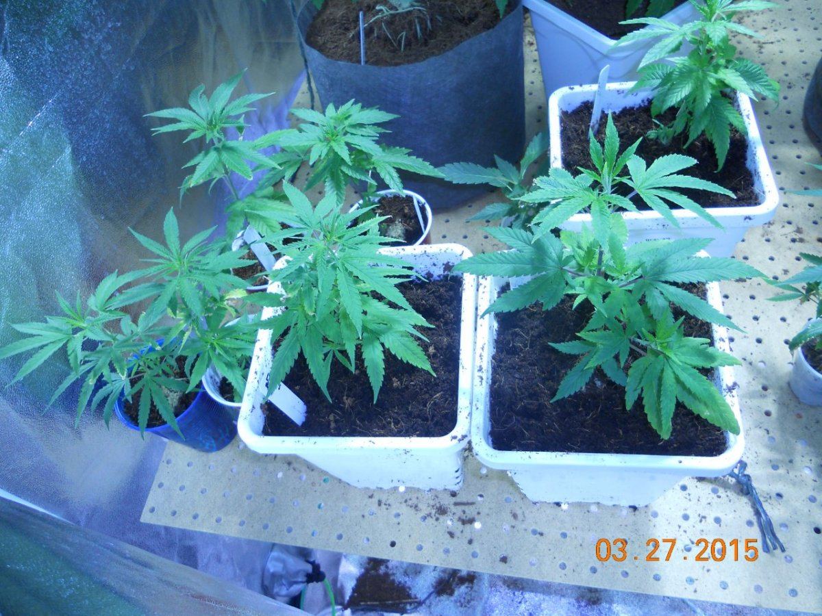 Colas n shit week3 019