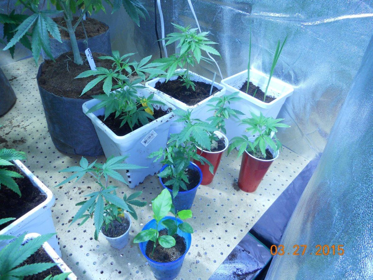 Colas n shit week3 020