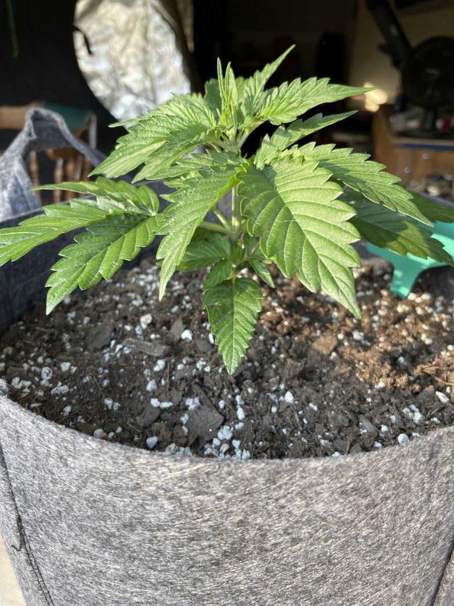 Cold nights are coming for new outdoor grow 4