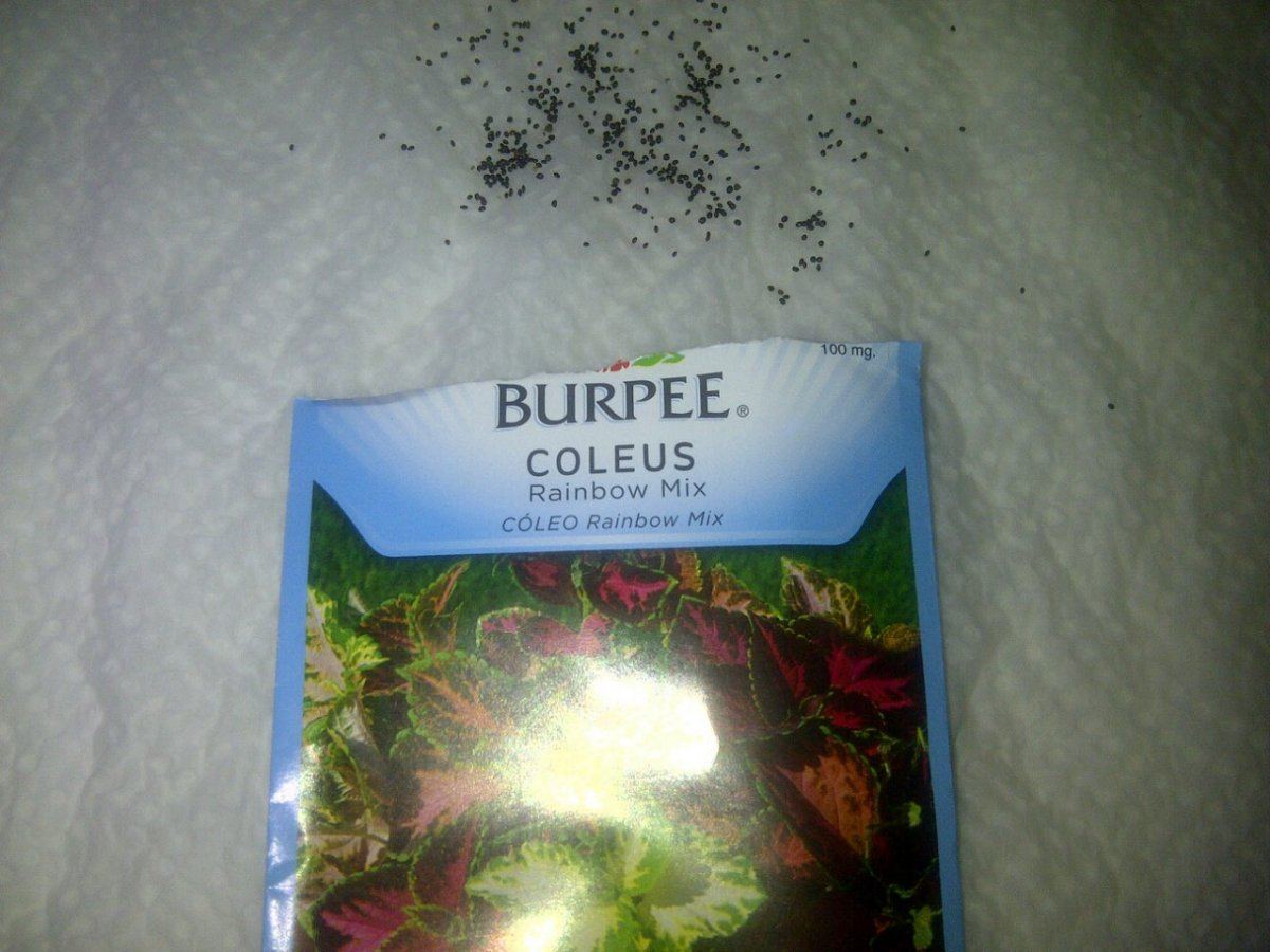 Coleus
