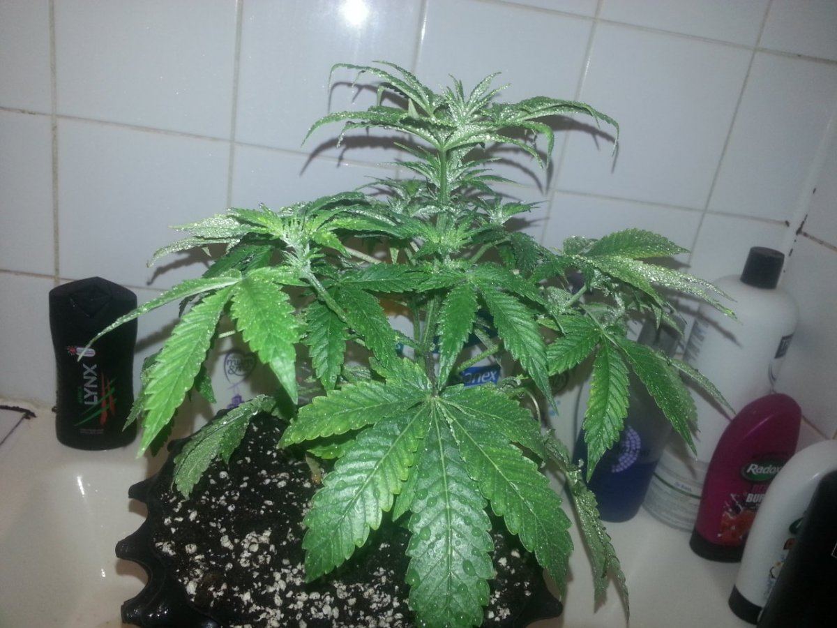 Colloidal silver reversal and fem seed production 2