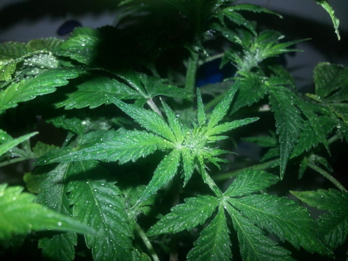 Colloidal silver reversal and fem seed production 3