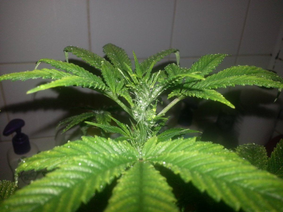 Colloidal silver reversal and fem seed production 4