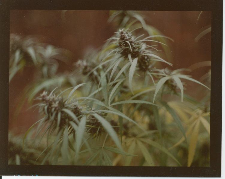 ColoGa1