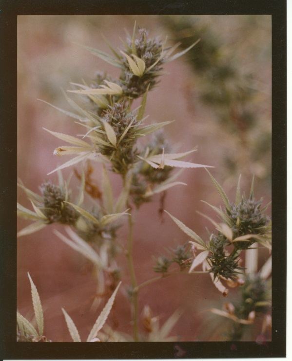 ColoGa4