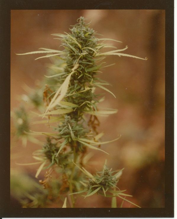 ColoGa5