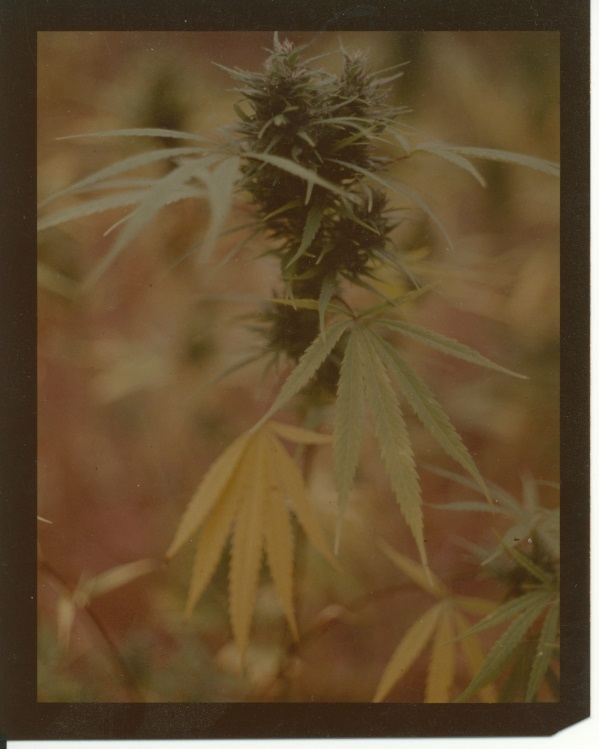 ColoGa6