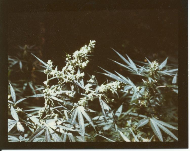 ColoGa7