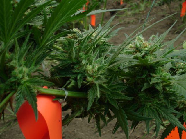 Colombia 012