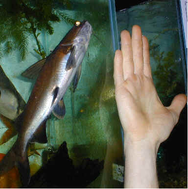 Colombian shark2