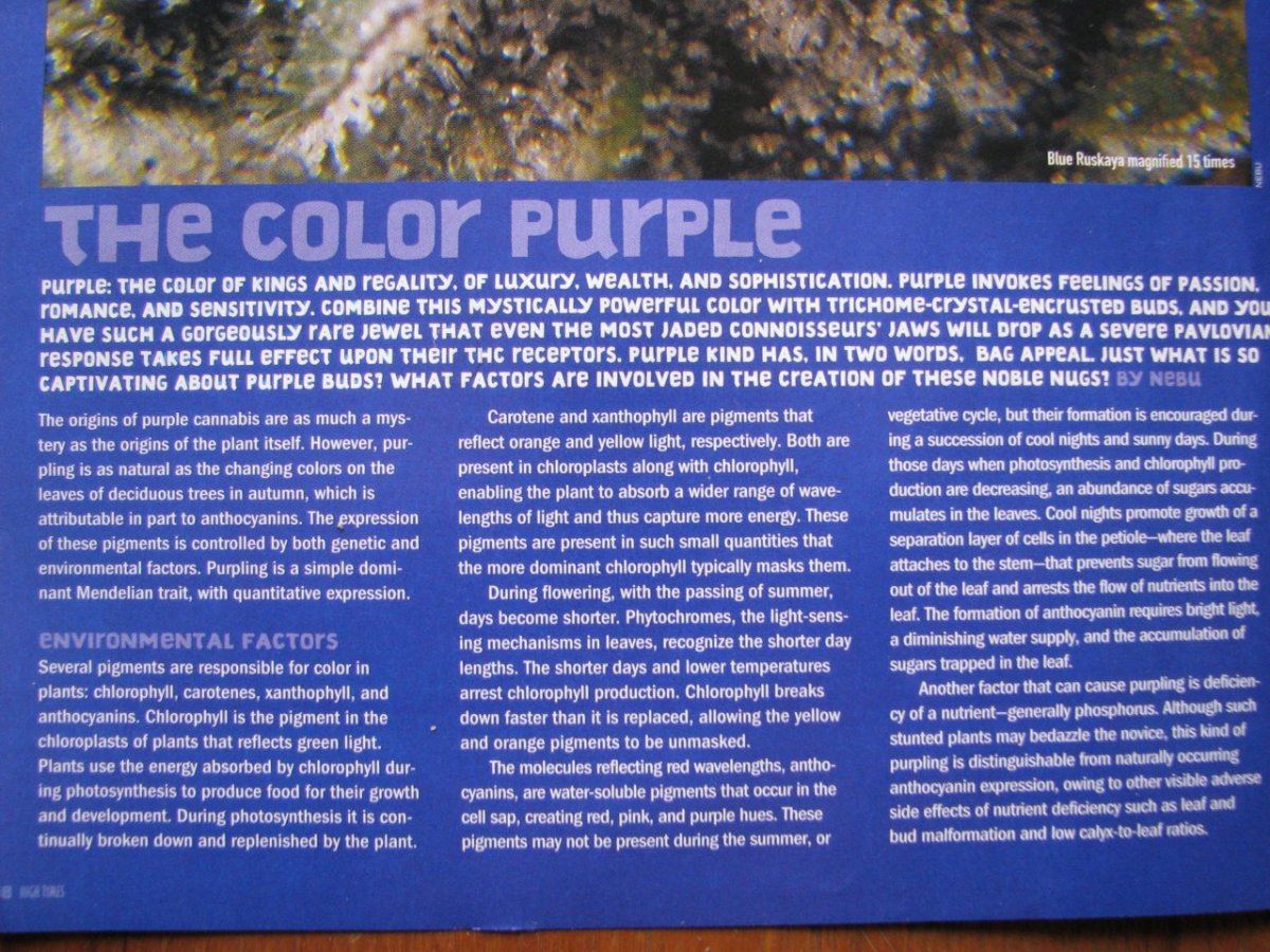 Color purple 1