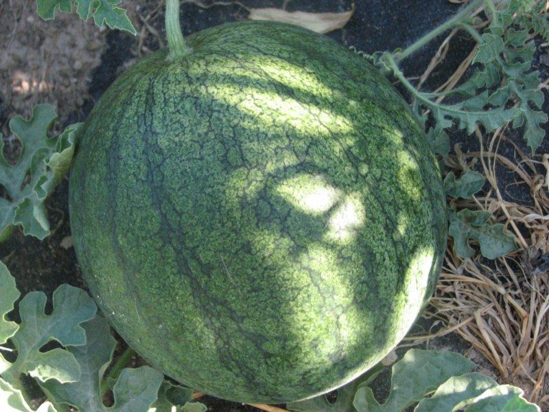 Colorado 2012 vegetable garden thread 3