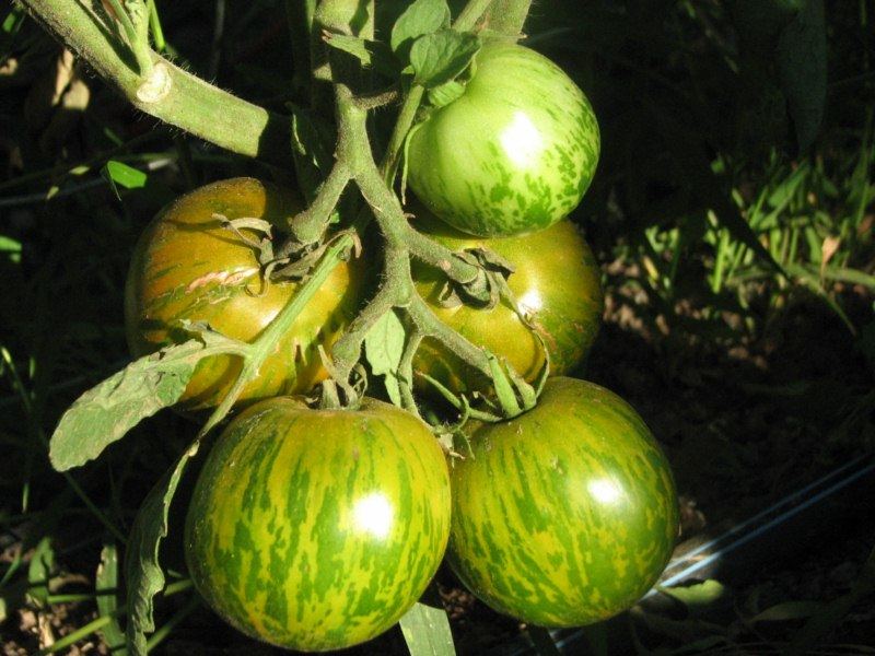 Colorado 2012 vegetable garden thread 4