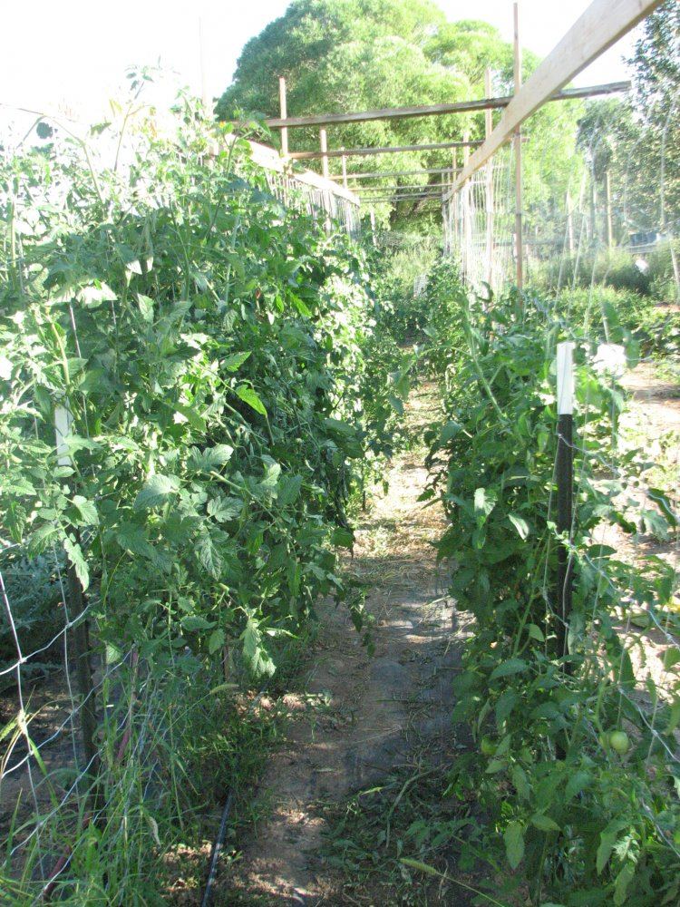 Colorado 2012 vegetable garden thread 5