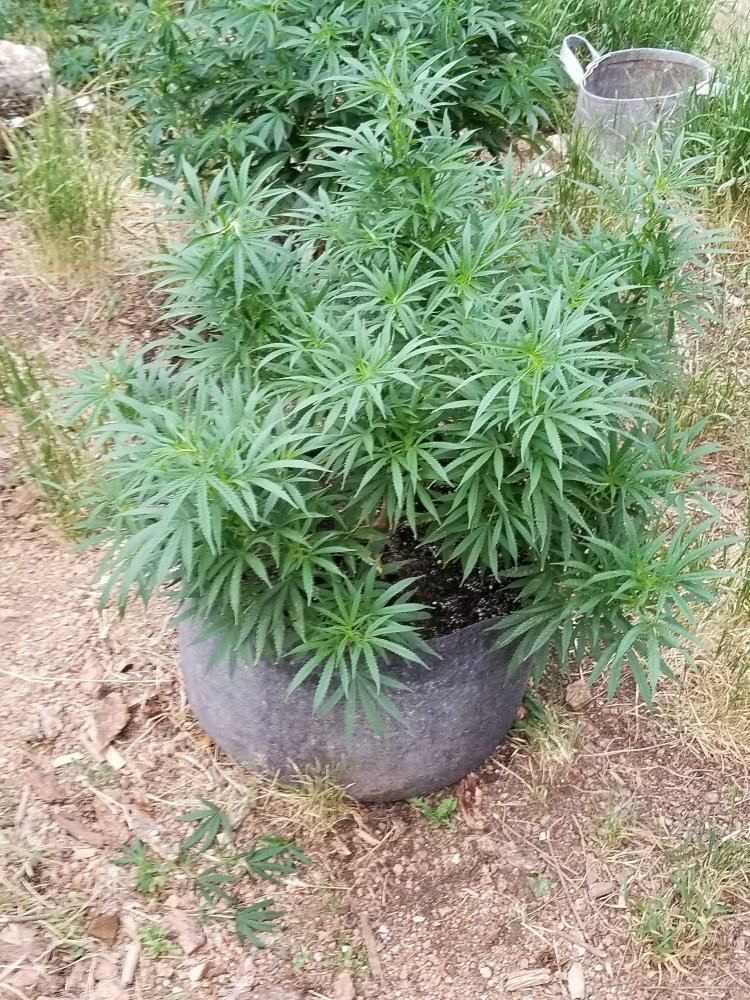 Colorado outdoor grow 2