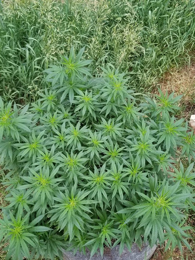 Colorado outdoor grow 4