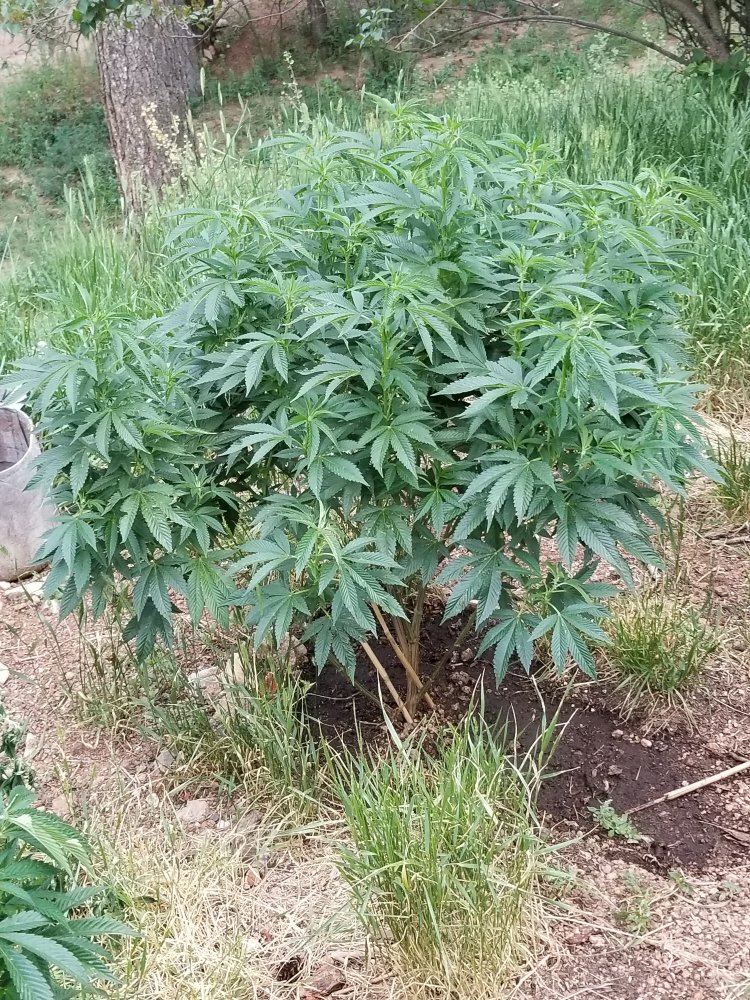Colorado outdoor grow 5