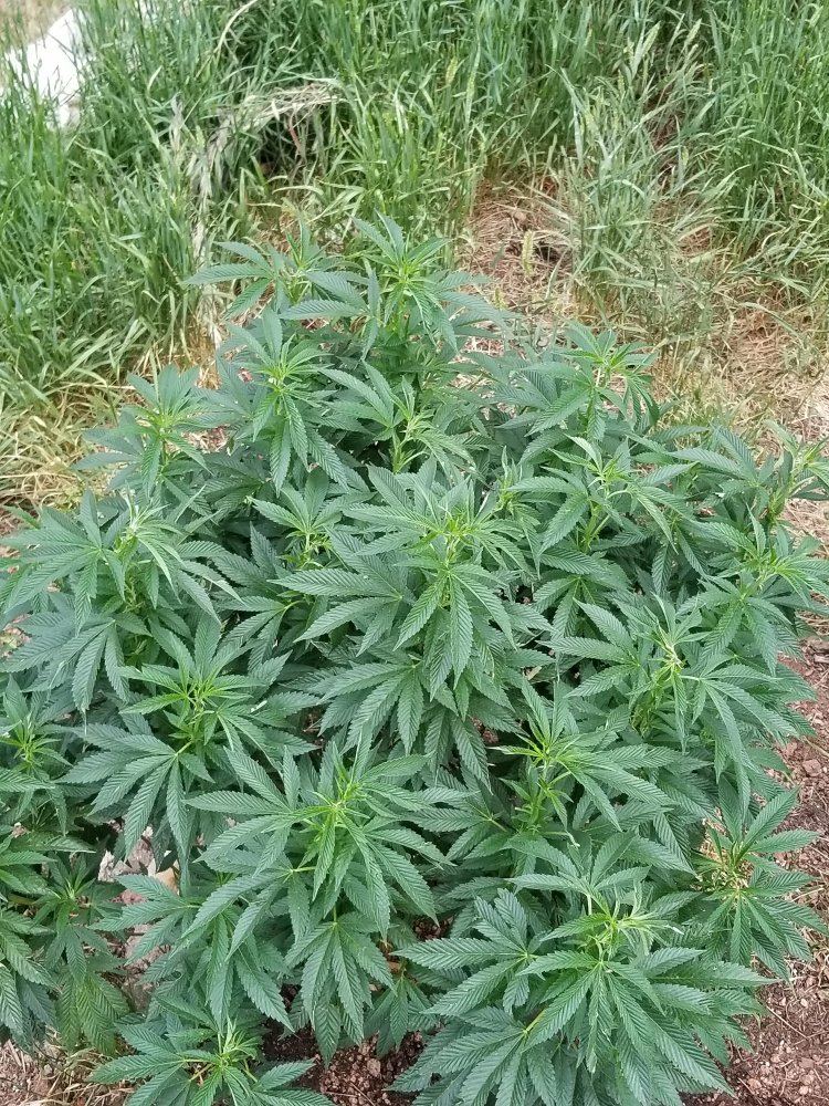 Colorado outdoor grow 6