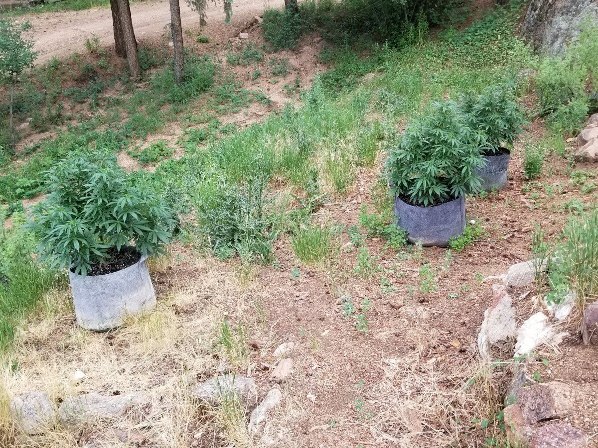 Colorado outdoor grow 7
