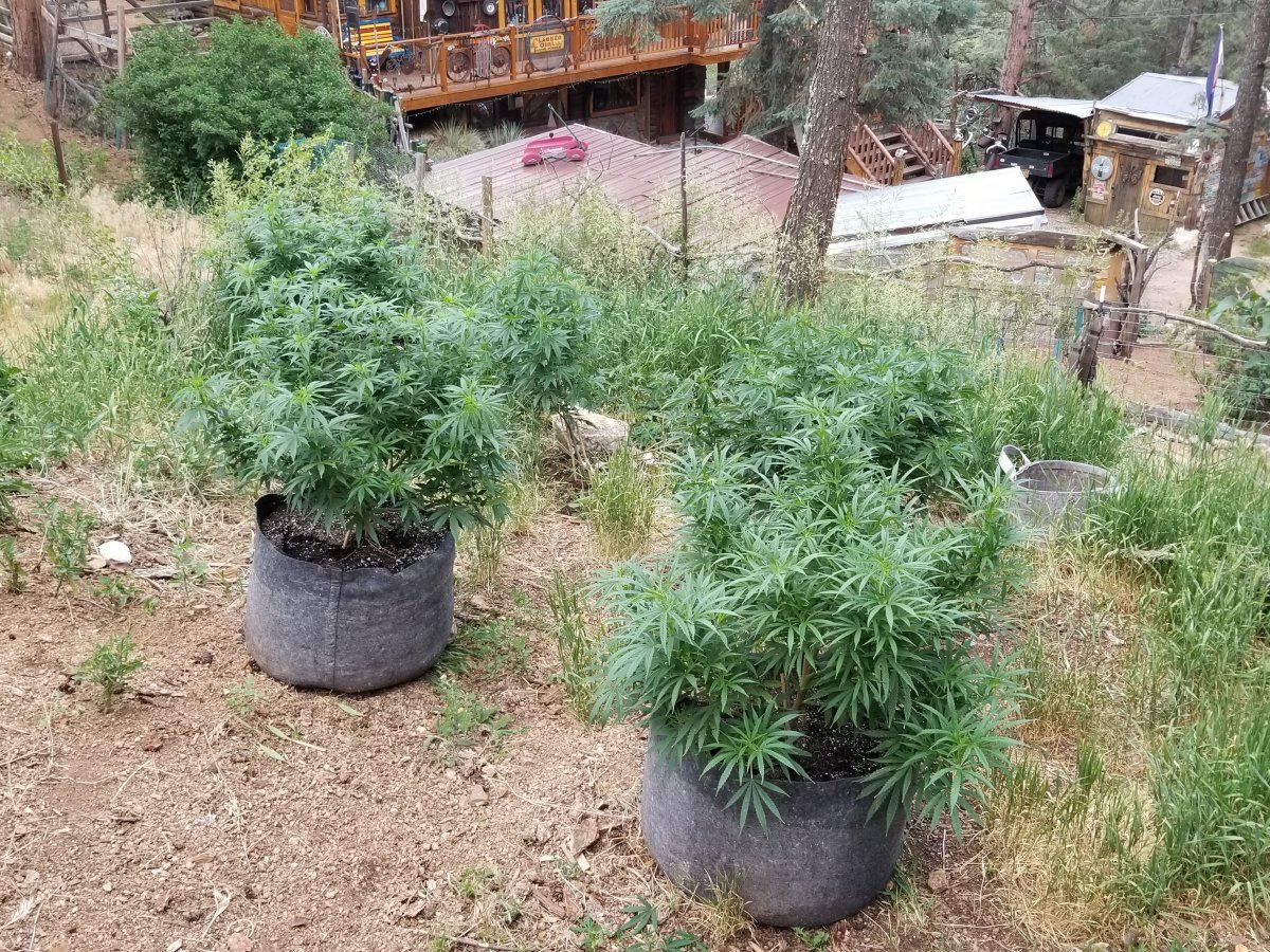 Colorado outdoor grow 8