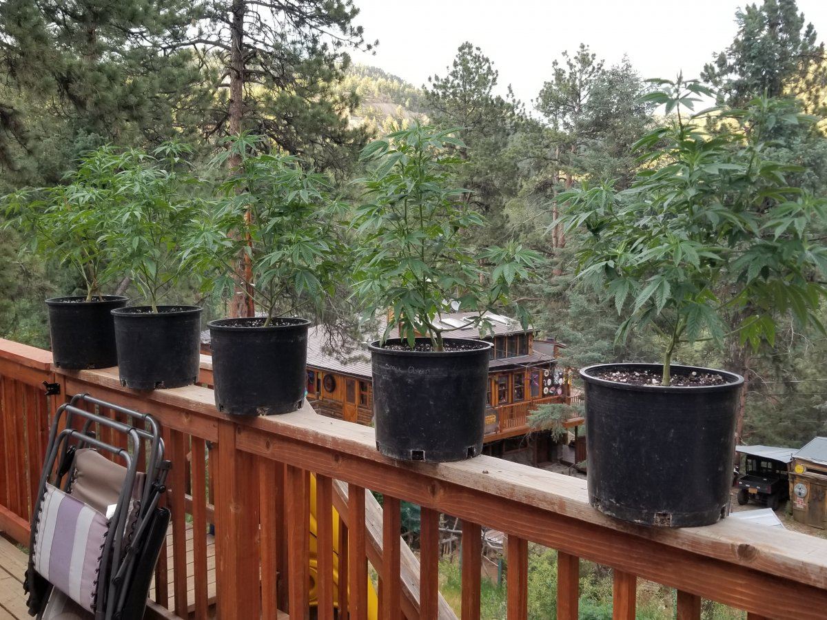 Colorado outdoor grow 9