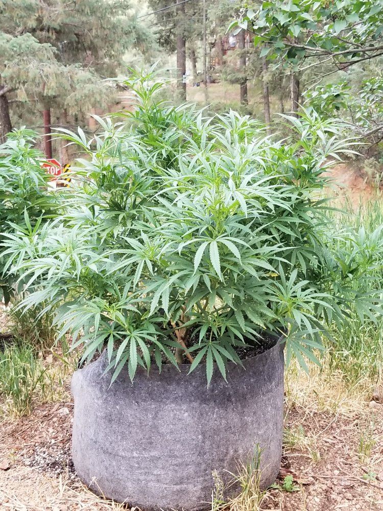 Colorado outdoor grow